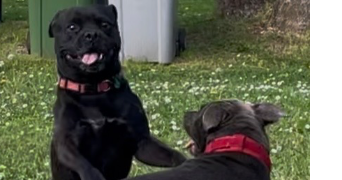laetitia pet sitter à NORGES LA VILLE 21490_4
