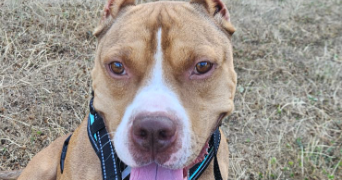nina pet sitter à ST AVE 56890_7