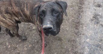 flavie pet sitter à CHAMPENOUX 54280_14