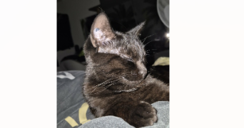 pamela pet sitter à ORLEANS 45000_4