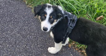 clervie pet sitter à LANDERNEAU 29800_1