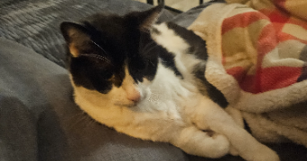 océane cat sitter à Beire le chatel 21310_0