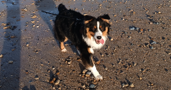 raphaël pet sitter à TELOCHE 72220_2
