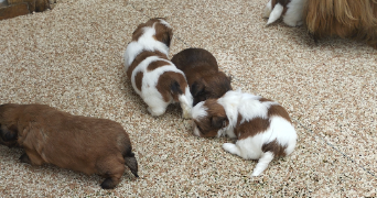 noah dog sitter à PAU 64000_1