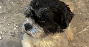 tiziana pet sitter à TALENCE 33400_2