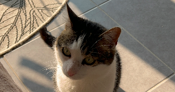 célia pet sitter à LABASTIDE ST SERNIN 31620_5