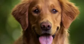 aurèle dog sitter à PERPIGNAN 66000