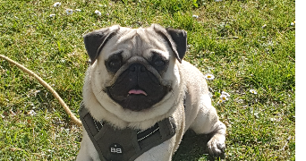 sandra pet sitter à Jardin 38200_0