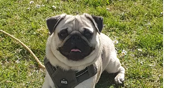 sandra pet sitter à Jardin 38200