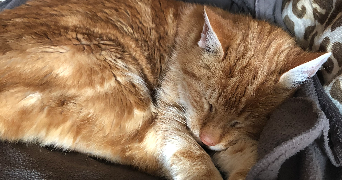 elise pet sitter à LA GARENNE COLOMBES 92250_1