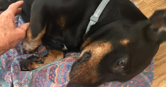 marilyne pet sitter à BEZIERS 34500_3