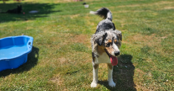 marlene pet sitter à AUNEAU BLEURY ST SYMPHORIEN 28700_90