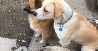 valentina pet sitter à GRIGNY 69520_3