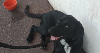 léo dog sitter à MOURENX 64150_3