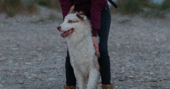 amelie pet sitter à BORGO 20290_2