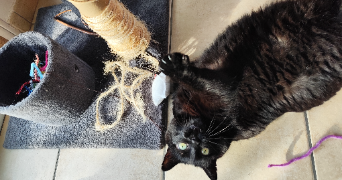 jessica pet sitter à QUETTREVILLE SUR SIENNE 50660_5
