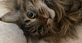 imen pet sitter à Saint ouen 93400_0