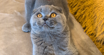 margaux pet sitter à Geispolsheim 67118_6