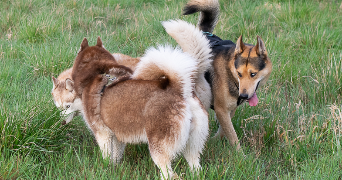 agathe pet sitter à FORGUES 31370_2