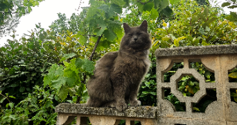 cléa pet sitter à Aix-en-Provence 13090_1