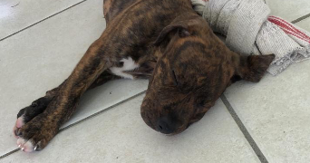 elodie pet sitter à FISMES 51170_1