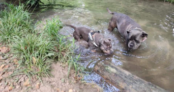 sébastien pet sitter à BRUEIL EN VEXIN 78440_5