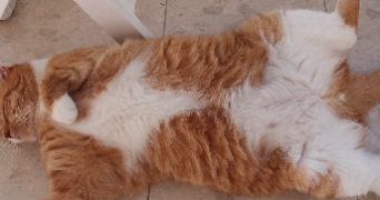 mireille pet sitter à PARIS 19 75019_1