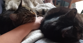 ludivine pet sitter à LE PETIT QUEVILLY 76140_4