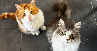 Éden pet sitter à LYON 08 69008_4