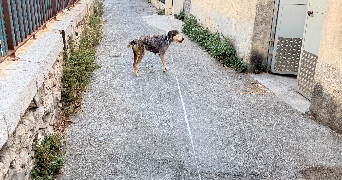 lea pet sitter à NICE 06100_2
