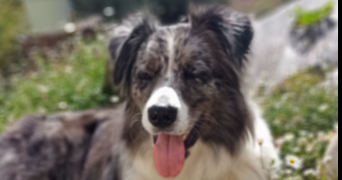 delphine pet sitter à ST ANDRE DES EAUX 44117_1