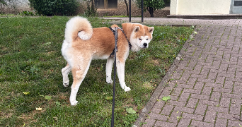 maeva pet sitter à ERSTEIN 67150_2