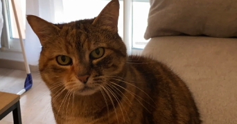 lea pet sitter à MONTPELLIER 34090_8