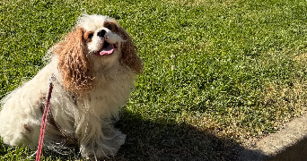margaux pet sitter à ST CYR SUR LOIRE 37540_2