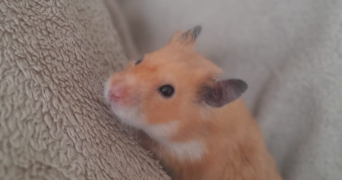audrey pet sitter à CERGY 95800_5