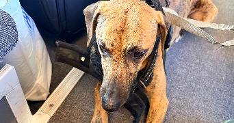 mariia pet sitter à Château-Thierry 02400_9