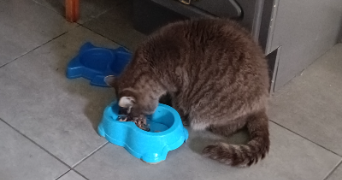 elea pet sitter à BORDEAUX 33100_2