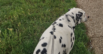 justine pet sitter à REIMS 51100_4