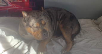 lina pet sitter à Gournay-en-Bray 76220_5