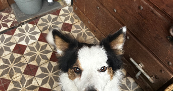 solene pet sitter à MINZIER 74270_12