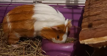 aymeric pet sitter à REIMS 51100