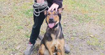 lucie pet sitter à TOULOUSE 31400_1
