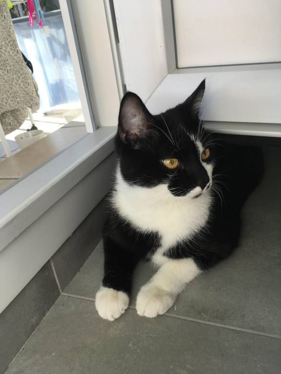 perrine pet sitter à Saint-Martin-d'Hères 38400_2