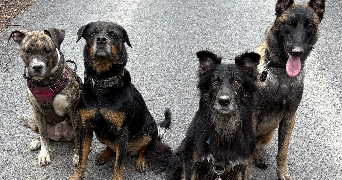 melina pet sitter à LIVET ET GAVET 38220_2