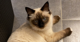 laurine  pet sitter à CHATENOIS 67730_1