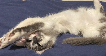 claire-marie pet sitter à QUIMPER 29000_1