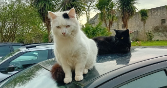 marie pet sitter à VANNES 56000_5