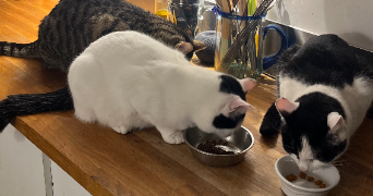 chloé pet sitter à SAULX LES CHARTREUX 91160_3