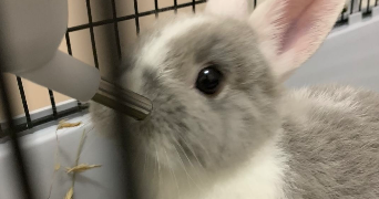 imane pet sitter à COUBRON 93470_0
