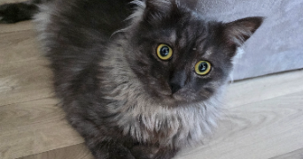 thiphanie pet sitter à MERIGNAC 33700_1